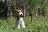 FOX TERRIER 224